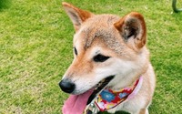 愛犬と泊まれる旅館「ゆるり西伊豆」、愛犬用クールバンダナ付きプランを発売 画像