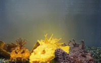 金・銀・銅の色をした3匹のオニオコゼ、サンシャイン水族館にて期間限定展示スタート…8月1日～8月31日 画像