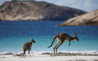 カンガルーやジンベイザメ、西オーストラリアの絶景スポットや生き物たちの情報をSNSで配信 画像