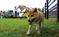 愛犬とBBQを楽しめる「DOG RUN BBQ terrace」、静岡・酪農王国オラッチェにオープン 画像