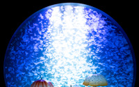 加茂水族館、クラゲの美しさを再現した「雨空を泳ぐクラゲの傘」を監修 画像