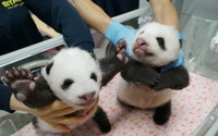 うっすら目が開いた双子のパンダ、誕生から50日…名前募集は8月20日まで 上野動物園 画像
