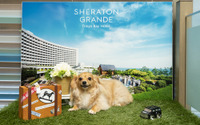 マリオット・インターナショナル、3つのホテルで愛犬と一緒に宿泊できるステイケーションパッケージを提供 画像