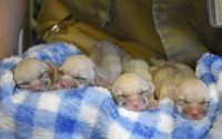 フェネックの赤ちゃん誕生、飼育員のもとですくすく育つ4つ子…伊豆シャボテン動物公園 画像