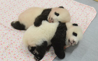 ジャイアントパンダの双子の赤ちゃん、保育器から卒業…名前は10月以降に決定 上野動物園 画像