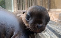 サンシャイン水族館、アシカの赤ちゃんの名前投票を実施…9月8日～9月30日 画像