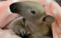 ミナミコアリクイの赤ちゃん誕生、名前は「イク（育）」に決定…伊豆シャボテン動物公園 画像