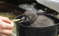 鴨川シーワールドでエトピリカの雛が孵化…2ヶ月後の巣立ちに向けてすくすくと成長中 画像