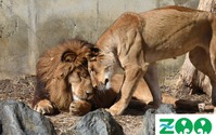 日立市かみね動物園、「猛獣舎」リニューアルに向けてクラウドファンディングを開始…ふるさと納税を活用 画像