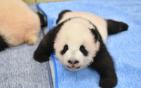 パンダの赤ちゃん、歯が生えて動きも活発に…音慣れの練習中 上野動物園 画像