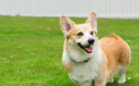 愛犬と飼い主のための複合施設「WAKUWAKUドッグランド神戸六甲」オープン 画像