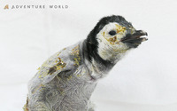 エンペラーペンギンの赤ちゃん公開…アドベンチャーワールド 画像