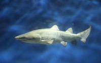 シロワニの赤ちゃん一般公開、他のサメと同じ水槽へ…アクアワールド茨城県大洗水族館 画像