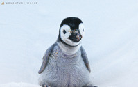 エンペラーペンギンの赤ちゃん、自然育雛に向けて親鳥のもとへ…アドベンチャーワールド 画像