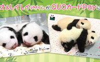 「シャオシャオ&レイレイ」オリジナルデザインQUOカードPay発売…上野動物園の双子パンダ誕生記念 画像