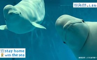 自宅で全国10箇所の水族館を楽しめる「水族館オンライン配信」開催…日本財団 画像