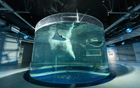 アートとアクアリウムが融合した新たな水族館「アトア」、神戸にオープン 画像