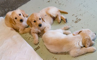 盲導犬の誕生から老後までを見守る「日本盲導犬総合センター」…一般の見学も可能 画像