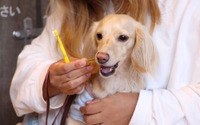 「いい歯の日」に、愛犬の歯磨き教室を開催…日本ペット歯みがき普及協会 画像