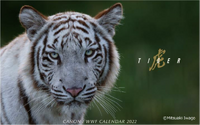絶滅危惧種・トラの魅力が満載、「キヤノン/WWF 岩合光昭カレンダー 2022」発売…WWFジャパン 画像