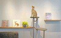 猫用木製家具「KARIMOKU CAT TREE」の代官山 蔦屋書店 限定カラーが登場 画像