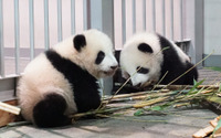 双子パンダのシャオシャオ＆レイレイが初めて屋外へ、ちょっとだけ探検…上野動物園 画像