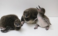 すみだ水族館、8年連続ペンギンの赤ちゃん誕生 画像