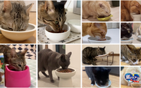 猫104匹がカリカリを食べて「第九」を奏でる…ユニ・チャームが動画公開 画像