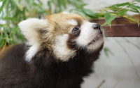 レッサーパンダの赤ちゃん一般公開スタート、12月中旬には名前発表も…静岡市立日本平動物園 画像
