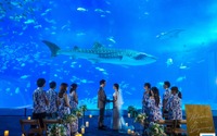 沖縄美ら海水族館でのリゾートウェディングサービス開始…12月11日から 画像