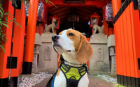 「愛犬と一緒に参拝できる神社ベスト20」発表、ペットの健康祈願やお守り販売も…くるまの旅ナビ 画像