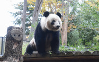 パンダのシャンシャン、2022年6月末まで返還期限が延長に…上野動物園 画像