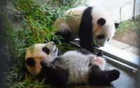 双子パンダのシャオシャオとレイレイ、木に登れるように…公開は22年1月12日 上野動物園 画像
