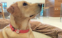 犬猫用IoTプラスサイクルやNECのAI、盲導犬の育成プロセス改善・健康管理に活用 画像