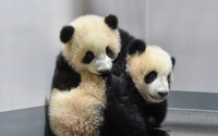 双子パンダのシャオシャオとレイレイ、観覧申し込みは12月21日13時より受付…上野動物園 画像