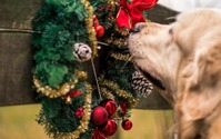ペットとのクリスマスの過ごし方、1位は「自宅で特別なごはんを食べる」…ペットメディカルサポート調べ 画像