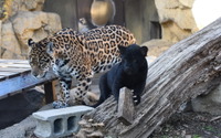 ジャガーの双子の赤ちゃん誕生、一般公開と名前投票をスタート…神戸市立王子動物園 画像