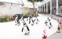 横浜・八景島シーパラダイス、海の動物たちと過ごす新春イベントを開催…1月1日～31日 画像