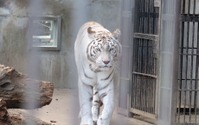 寅年なので、ホワイトタイガーとアムールトラのいる宇都宮動物園に行ってきた 画像