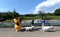 自動運転ロボットRakuRoで自宅にいながら千葉市動物公園へ…“おうち時間”を楽しく 画像