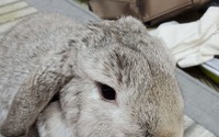 【ズボラ女子とわがままウサギ vol.20】愛ウサギへの気持ちと重度のペットロス 画像