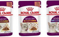 ロイヤルカナン、3つの感覚で猫の食欲を刺激する総合栄養食「FHN ウェット センサリー」を発売…1月21日 画像