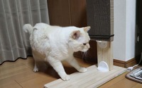 2×4材を使ってもっと簡単に猫の爪とぎを作ってみる【ねこDIY】 画像