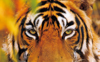 岩合光昭氏による絶滅危惧種のベンガルトラ集大成『虎 とら』、クレヴィスより刊行 画像