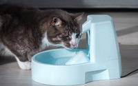 シニア猫の多飲多尿は病気のサインかも…症状や治療方法は？ 画像