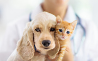 アイペット損保、ペットの支出に関する調査を実施…病気や怪我の診療費により4人に1人が支出増加と回答 画像