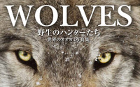 『WOLVES野生のハンターたち 世界のオオカミ写真集』刊行…大自然の中で生きる術に迫る 画像