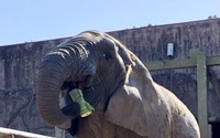 東武動物公園、動物たちの無病息災を願い節分イベントを開催…ゾウに恵方巻き、サルに豆をプレゼント 画像