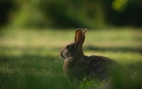 アメリカでウサギの感染症が流行 画像