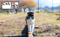 猫駅長・らぶの日常が映画に…劇場版「にゃん旅鉄道」今夏公開決定 画像